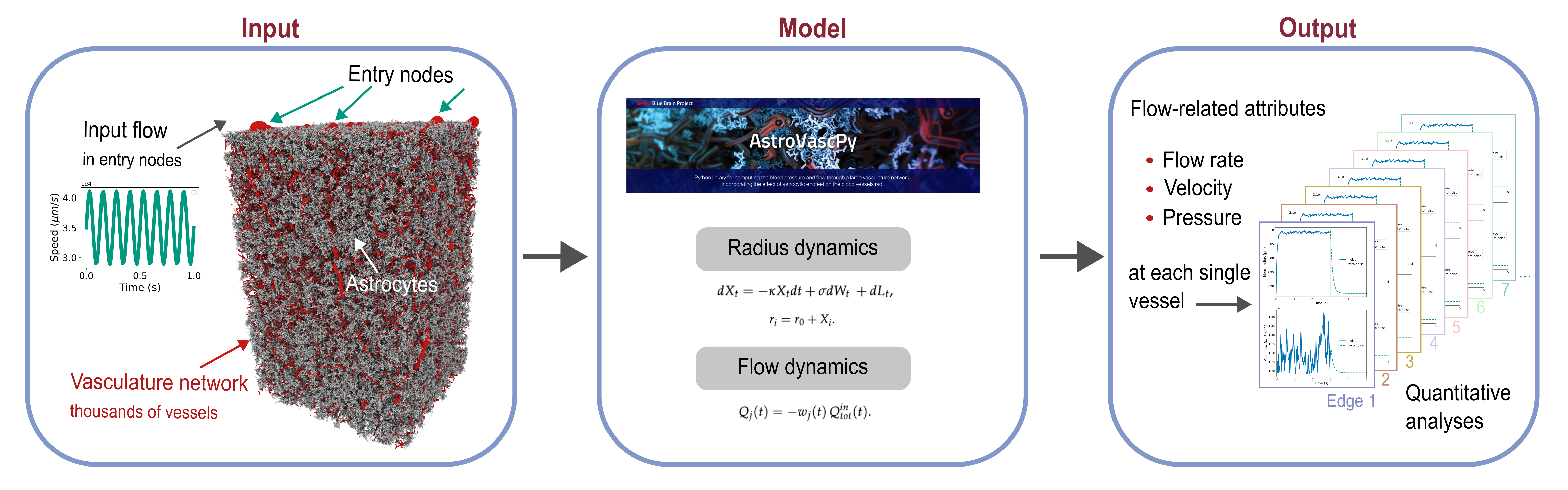AstroVascPy Blood Flow Modeling
