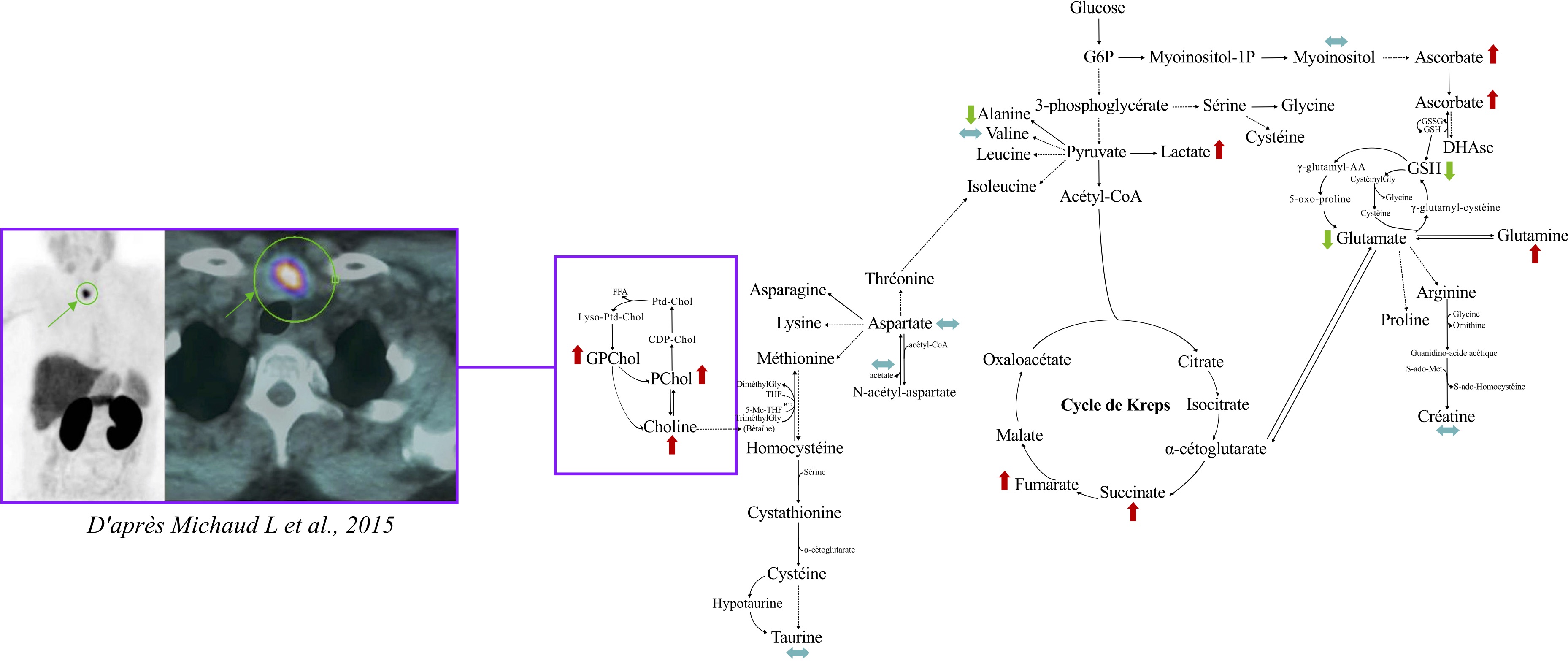 Parathyroid Research